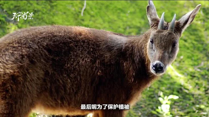 四不像必中一肖动物图123|精选解释解析落实
