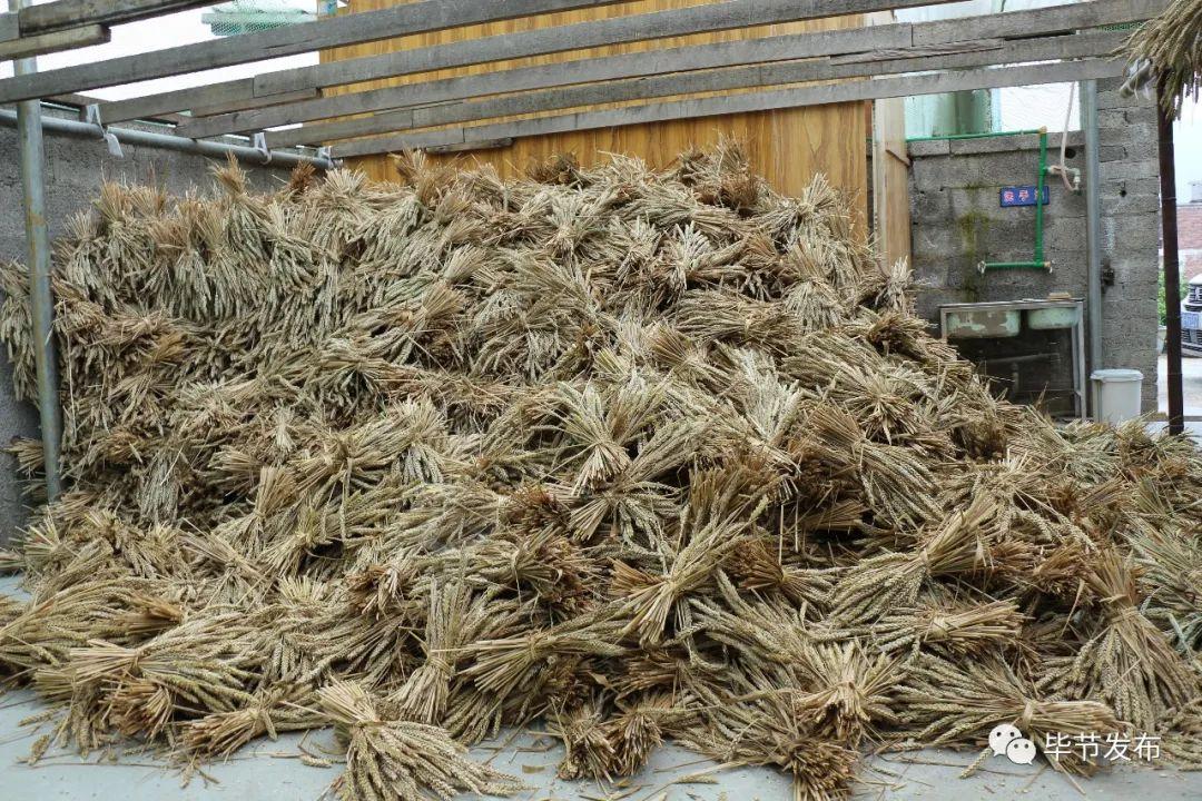 纳雍县百兴镇最新消息