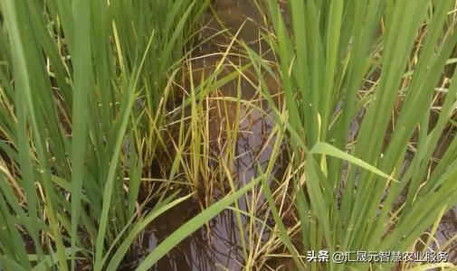 16年水稻最新除草剂