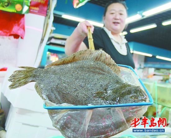 多宝鱼市场最新新闻