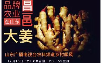 昌邑大姜最新价格表