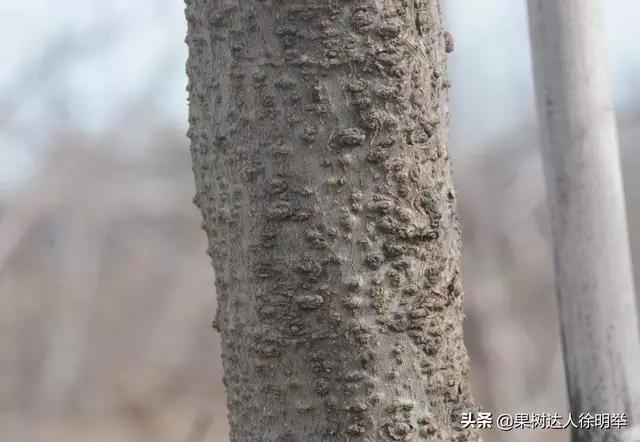 苹果树腐烂病最新方法如下