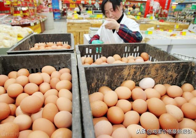 湖北省鸡蛋最新行情价