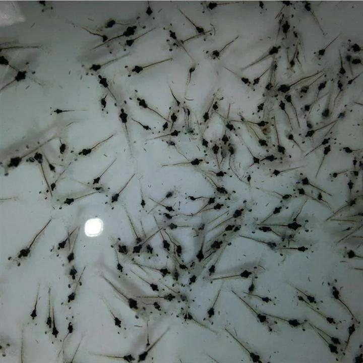 最新式高位池排污图片