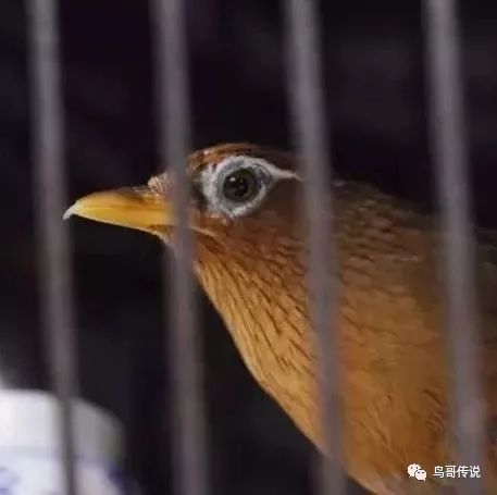 养画眉鸟最新养殖技术
