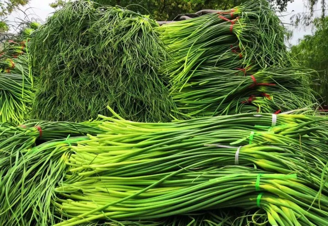 苍山蒜苔最新出库价格