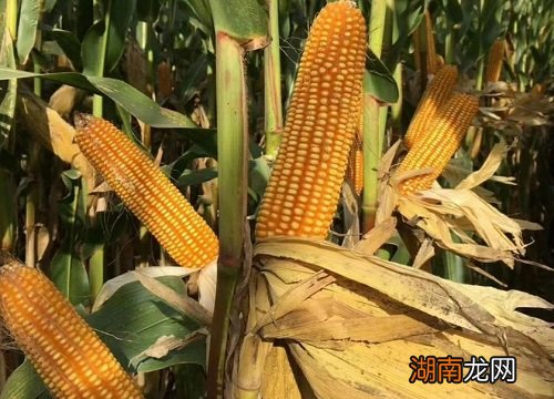 2016年最新审定玉米种