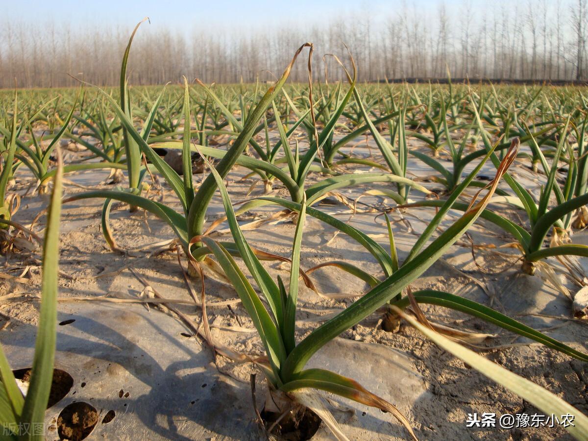 金乡大蒜价格最新行情2024年