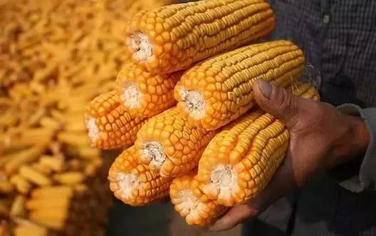 郑州玉米价格最新行情