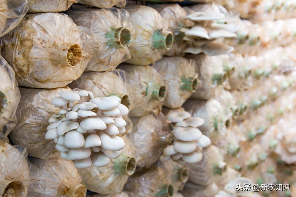 平菇生料栽培最新技术