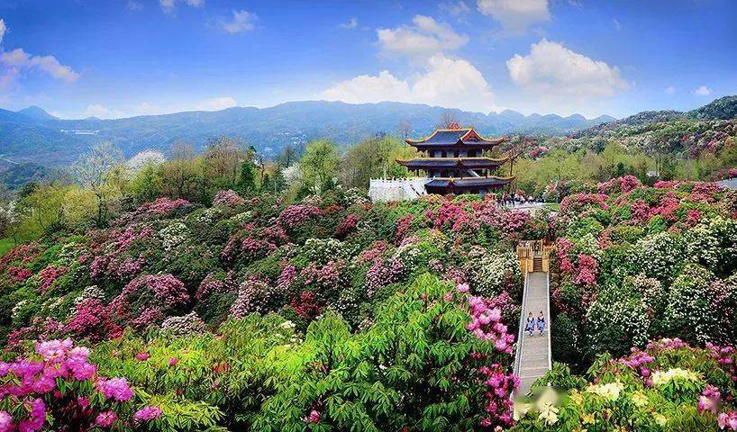 百里杜鹃最新招聘