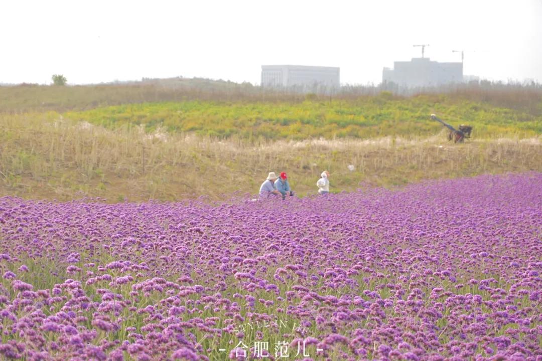 合肥慢走丝最新招聘