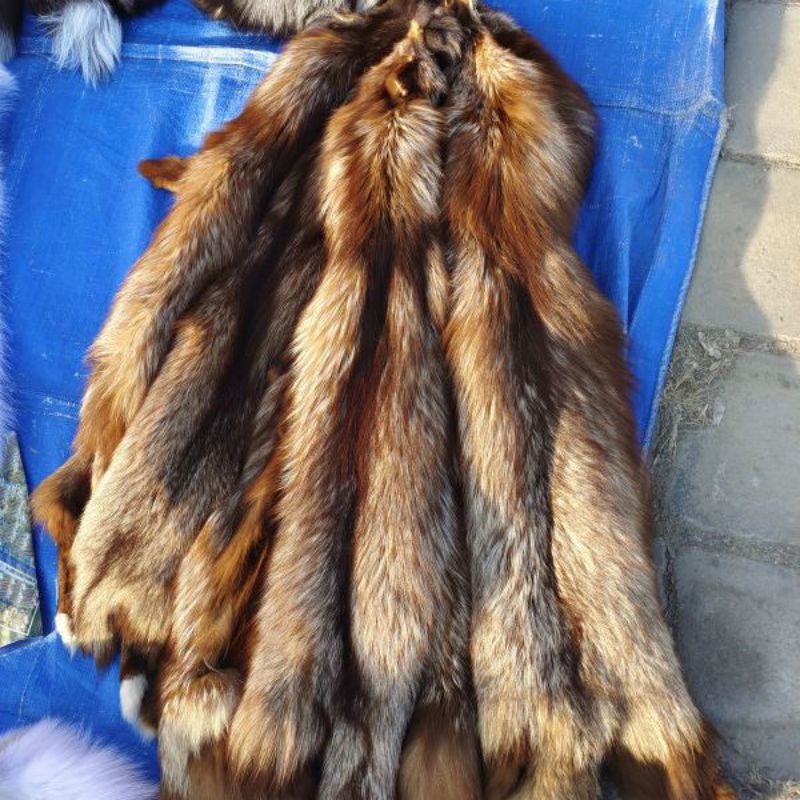 最新狐狸皮价格行情
