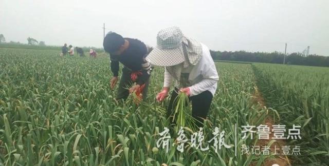 金乡蒜苔最新出库价格