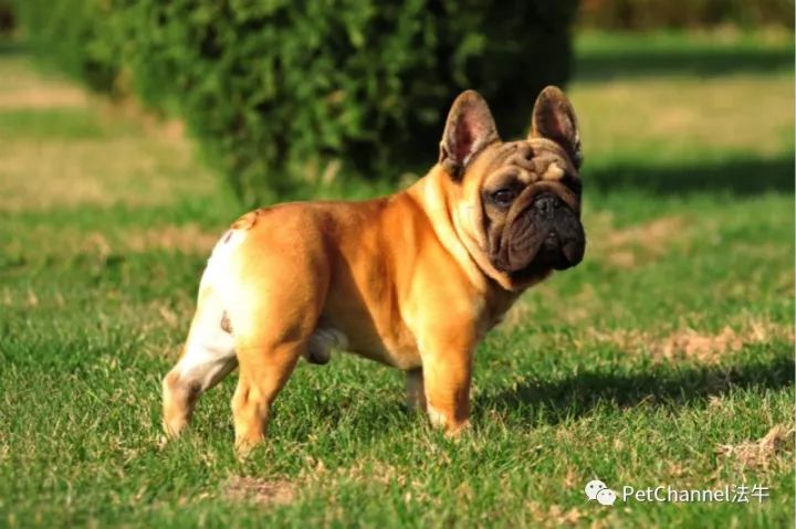 最新三平犬业种公