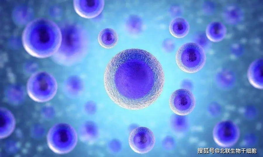 安沂华干细胞最新进展