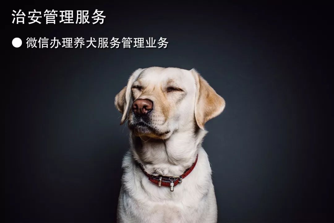 2025新版四不像今晚上映,重磅推出，2025新版四不像今晚上映——探寻未知领域的创新之作