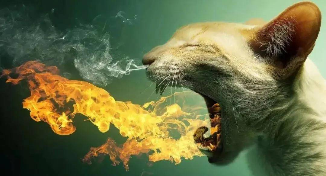 2025正版四不像图解特肖下载,探索正版四不像，图解特肖的魅力与下载指南