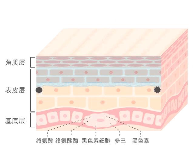 白小姐一码一肖中特1肖,白小姐一码一肖中特一肖的神秘魅力与探索
